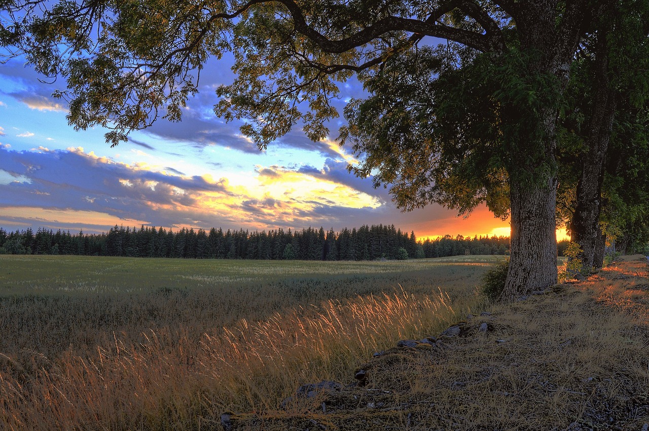 Saulėlydžio,  Eiti,  Värnamo,  Švedija,  Peizažai,  Medis,  Pobūdį,  Gražiai,  Lauko,  Vakare