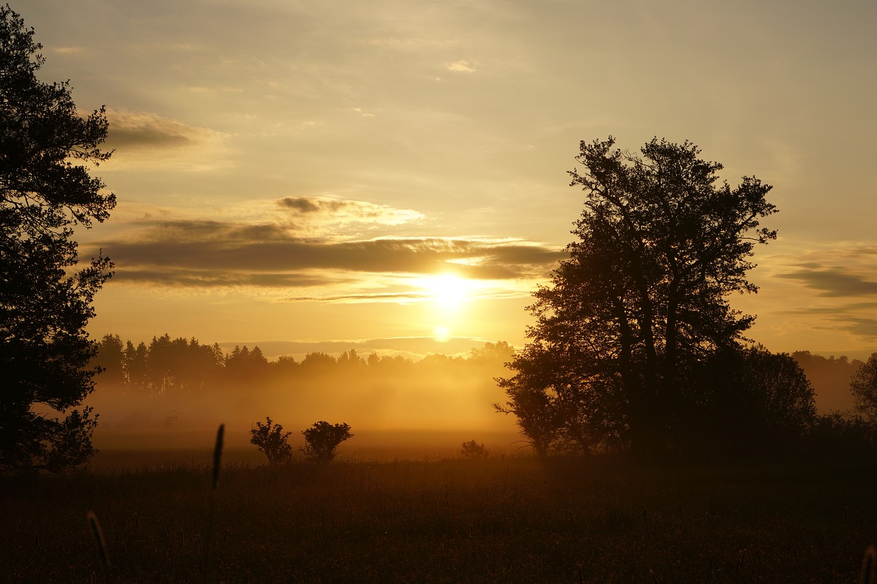 Saulėlydžio,  Dawn,  Saulė,  Medis,  Pobūdį,  Rūkas, Nemokamos Nuotraukos,  Nemokama Licenzija