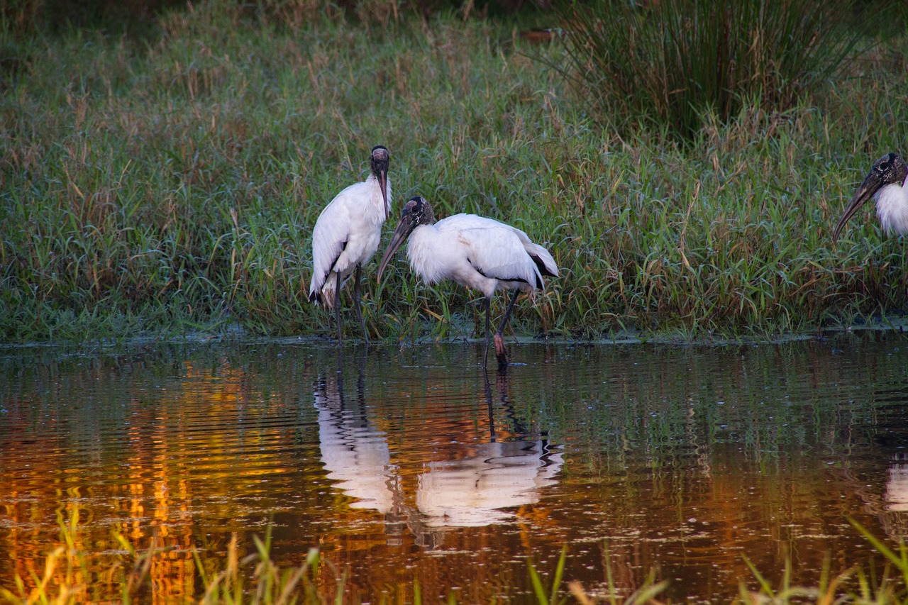 Saulėlydžio,  Medienos Gandras,  Lobis Hamakas Ranča,  Florida, Nemokamos Nuotraukos,  Nemokama Licenzija