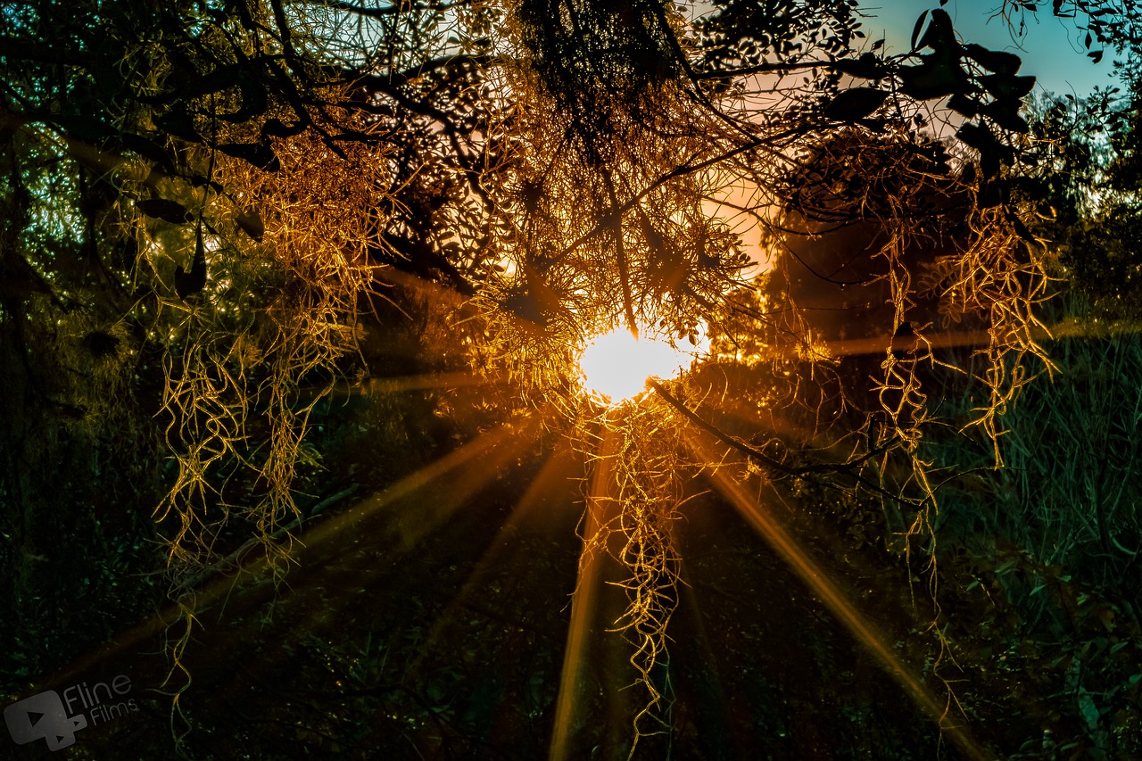 Saulėlydžio,  Sol,  Kraštovaizdis,  Pobūdį,  Vasara,  Medis,  Oranžinė,  Parkas,  Kuritiba,  Lapų