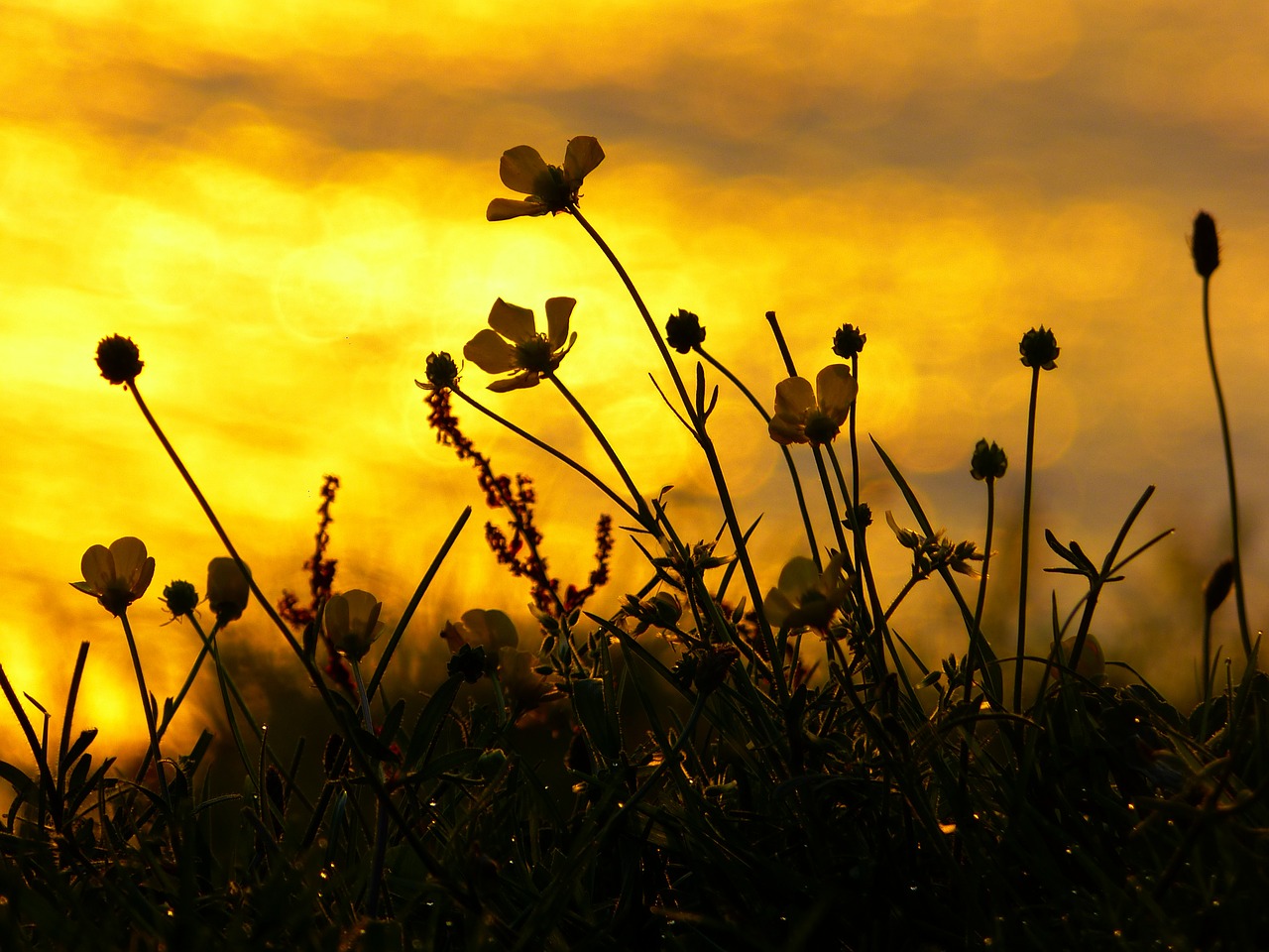 Saulėlydis, Nuotaika, Atgal Šviesa, Gėlės, Buttercup, Atmosfera, Afterglow, Jūra, Vanduo, Vakarinis Dangus