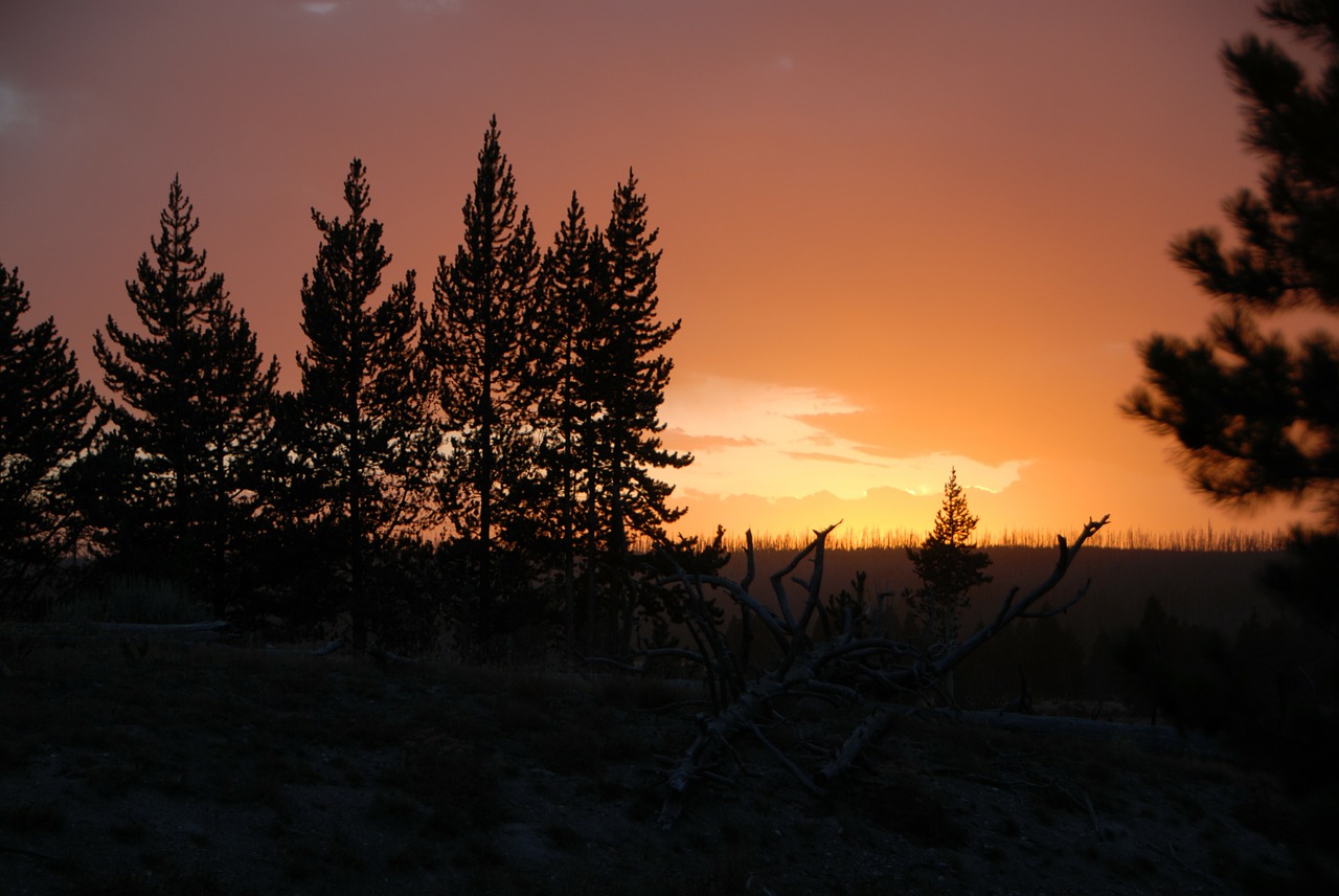 Saulėlydis, Medžiai, Siluetas, Nuotaika, Dangus, Naktis, Tamsi, Tamsa, Dusk, Švytėjimas