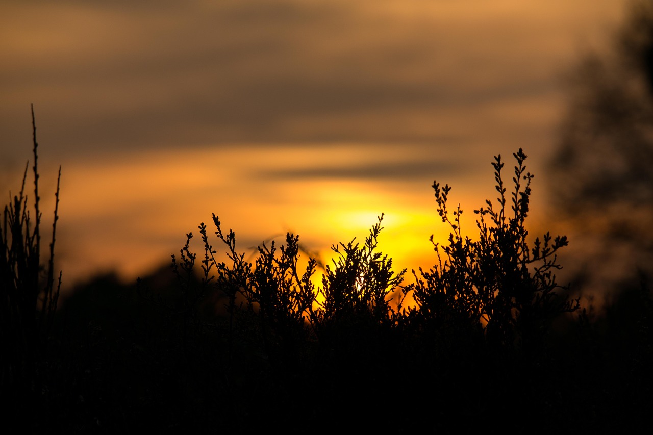 Saulėlydis, Erika, Virėja, Geltona, Oranžinė, Nuotaika, Abendstimmung, Vakaras, Erica, Heathland