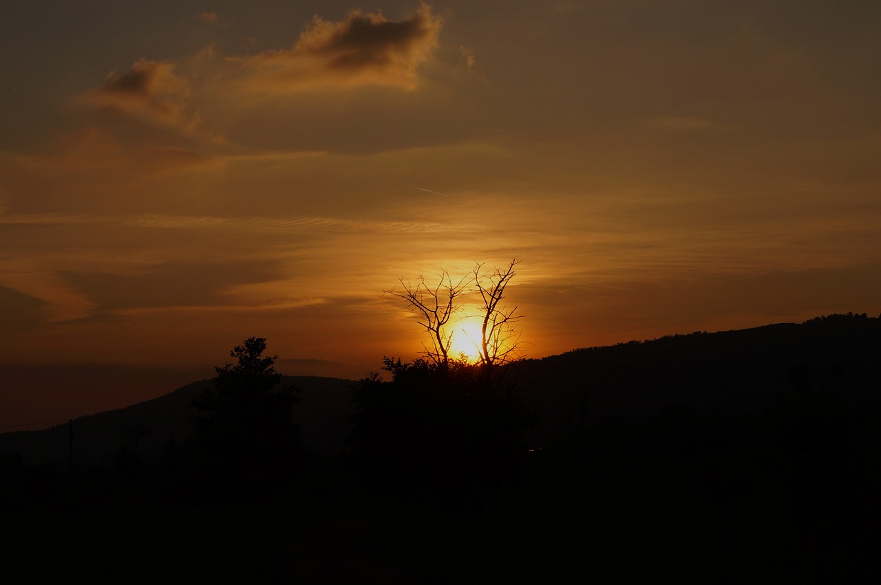 Saulėlydis,  Mediena,  Šviesa,  Dangus,  Nuotaika,  Dusk,  Filialai,  Žibintai,  Gamta, Nemokamos Nuotraukos