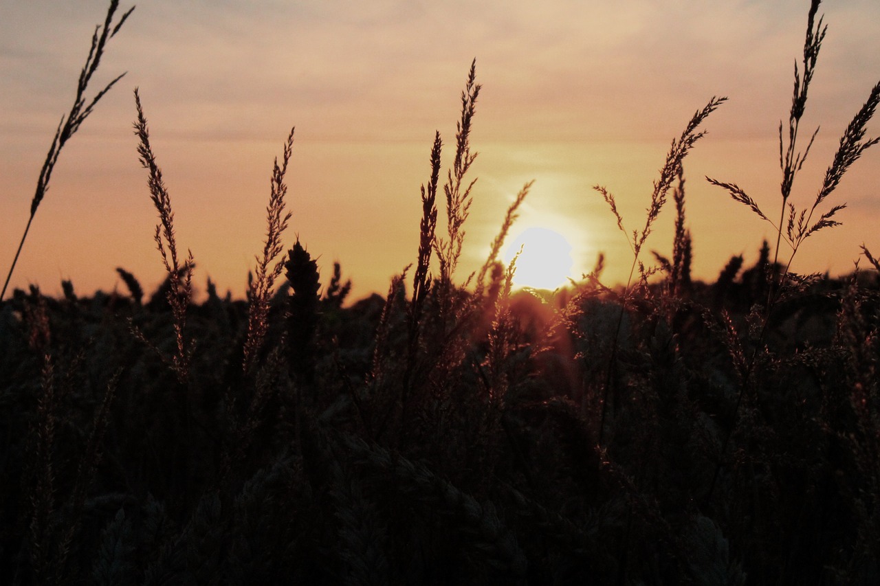 Saulėlydis, Gamta, Rugių Laukas, Vakarinis Dangus, Romantika, Oro Temperamentas, Gražus, Laukas, Twilight, Augalas