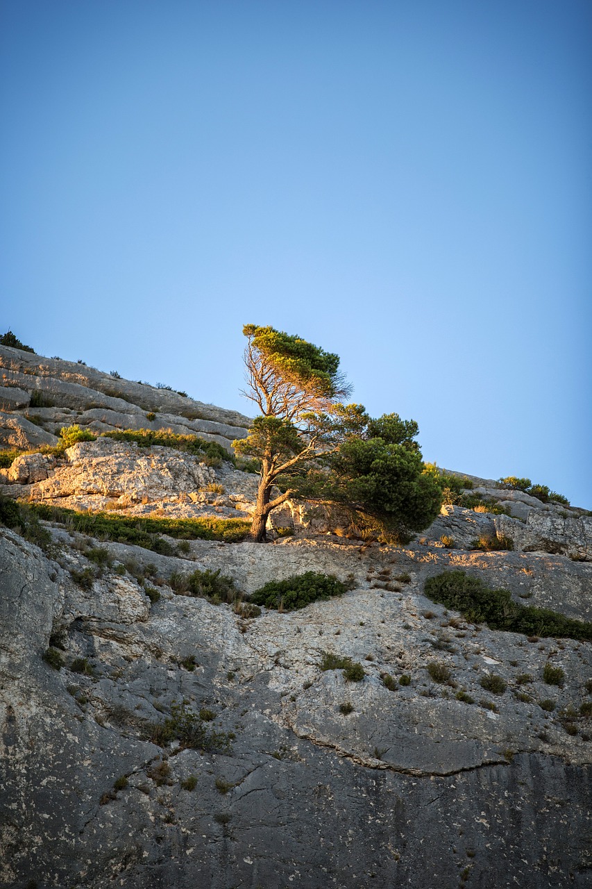 Saulėlydis,  Provence,  Pušis,  Medis, Nemokamos Nuotraukos,  Nemokama Licenzija