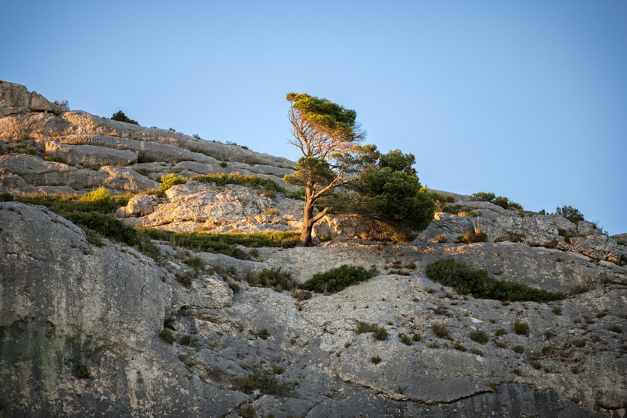 Saulėlydis,  Provence,  Pušis,  Medis, Nemokamos Nuotraukos,  Nemokama Licenzija