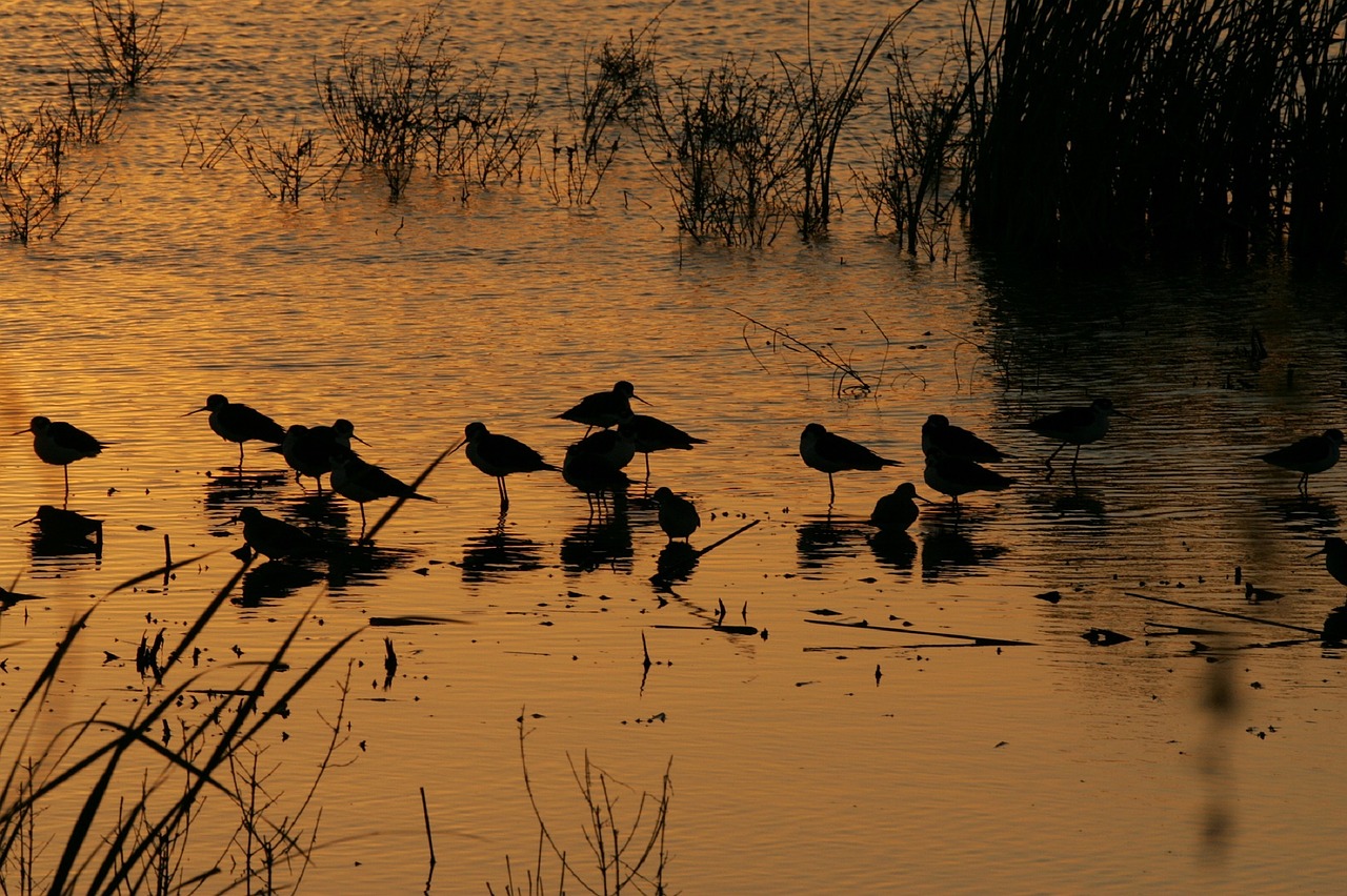 Saulėlydis, Kraštovaizdis, Twilight, Dusk, Paukščiai, Siluetai, Saulės Šviesa, Spalvinga, Vaizdingas, Ežeras