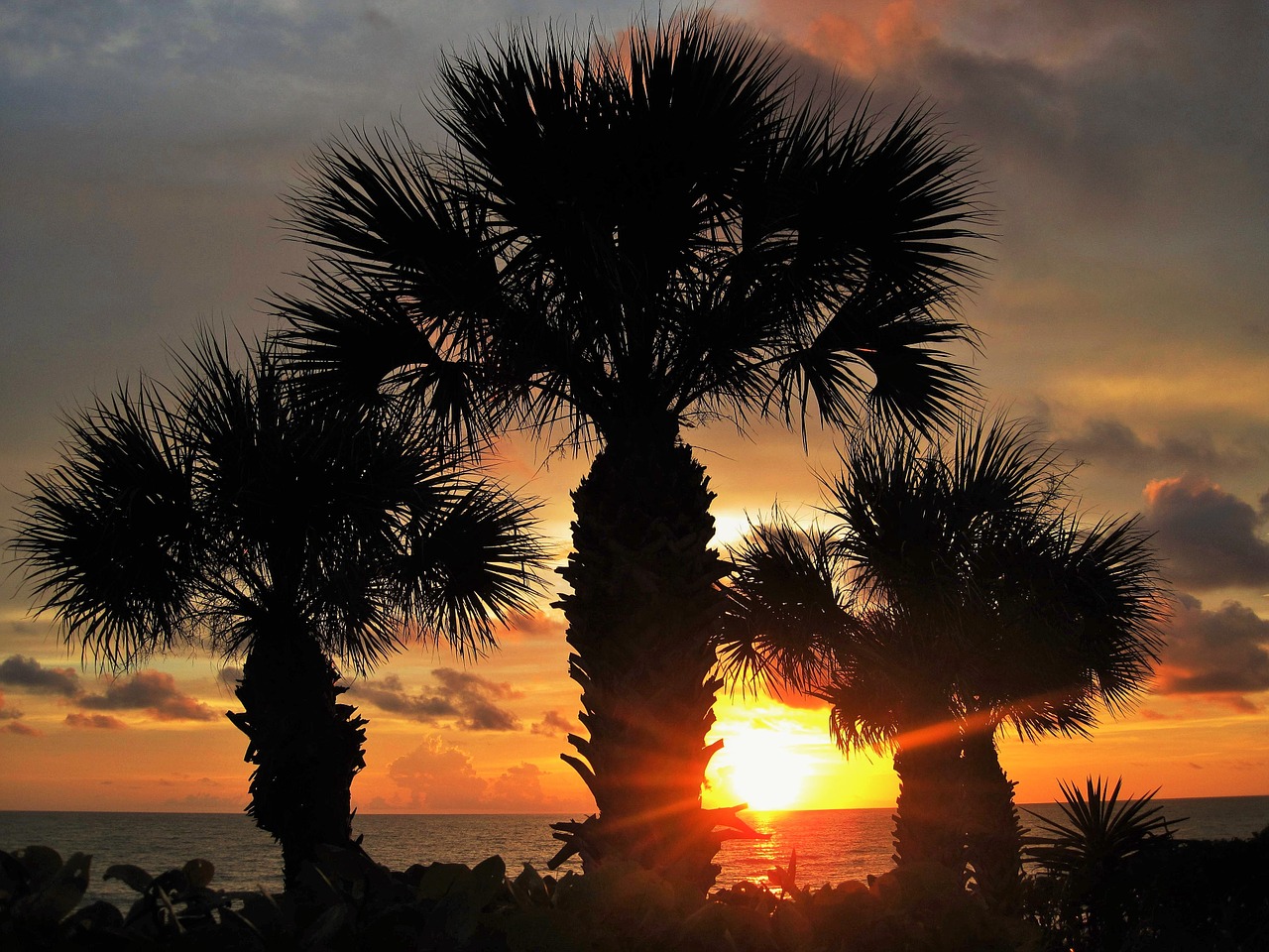 Saulėlydis Floridoje, Ventiliatoriaus Palmių, Atmosfera, Karibai, Spalvingas, Romantiškas, Rojus, Gamta, Egzotiškas, Palmės