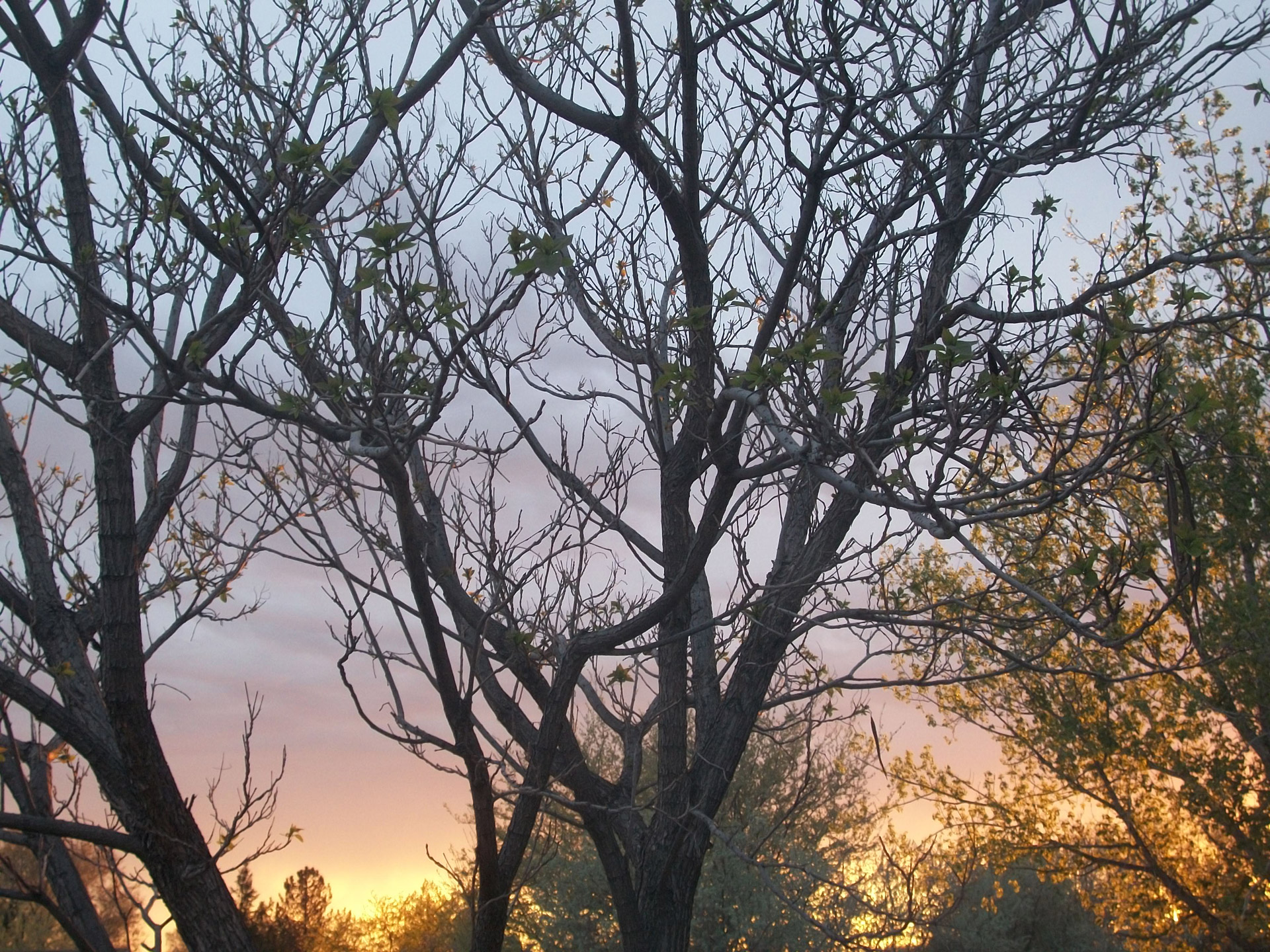 Medžiai,  Kraštovaizdis,  Saulėlydis,  Saulė,  Šviesa,  Dusk,  Gamta,  Filialai,  Dangus,  Naktį