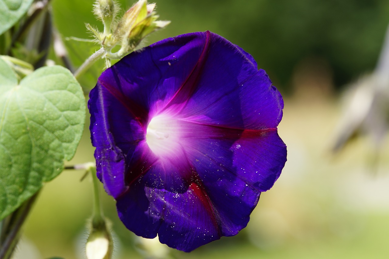 Puikus Siūlas, Violetinė, Vasaros Gėlė, Alpinistas, Ryto Šlovė, Violetinė, Flora, Šviesus, Vėjai, Kanalėlių Sriegis