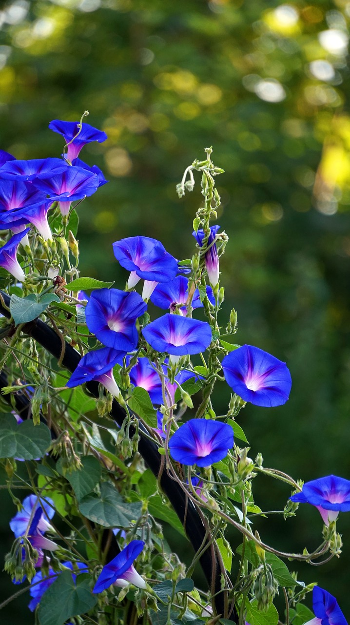 Puikus Siūlas,  Žiedas,  Žydi,  Mėlyna,  Morning Glory,  Garbėtroška Augalų,  Vasaros Gėlės, Nemokamos Nuotraukos,  Nemokama Licenzija