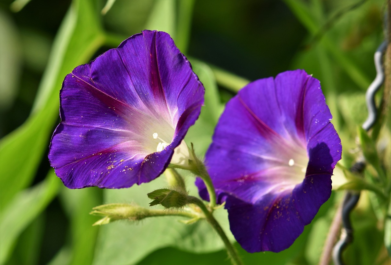 Puikus Siūlas,  Morning Glory,  Vėjo Šiltnamio,  Garbėtroška Augalų,  Šviesus,  Gėlė,  Augalų,  Žiedas,  Žydi,  Violetinė