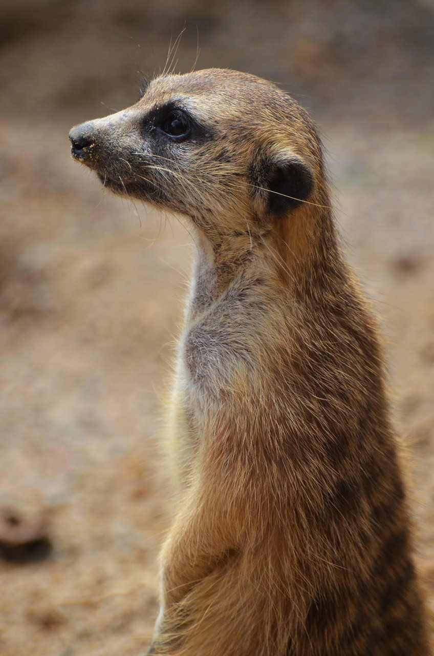 Surinkti, Mangoze, Sargybinių Dykuma, Žinduolis, Gyvūnai, Kraštovaizdis, Fauna, Šeimos Herpestidae, Laukinis Gyvūnas, Afrika