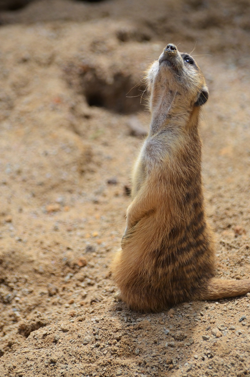 Surinkti, Mangoze, Sargybinių Dykuma, Žinduolis, Gyvūnai, Kraštovaizdis, Fauna, Šeimos Herpestidae, Laukinis Gyvūnas, Afrika