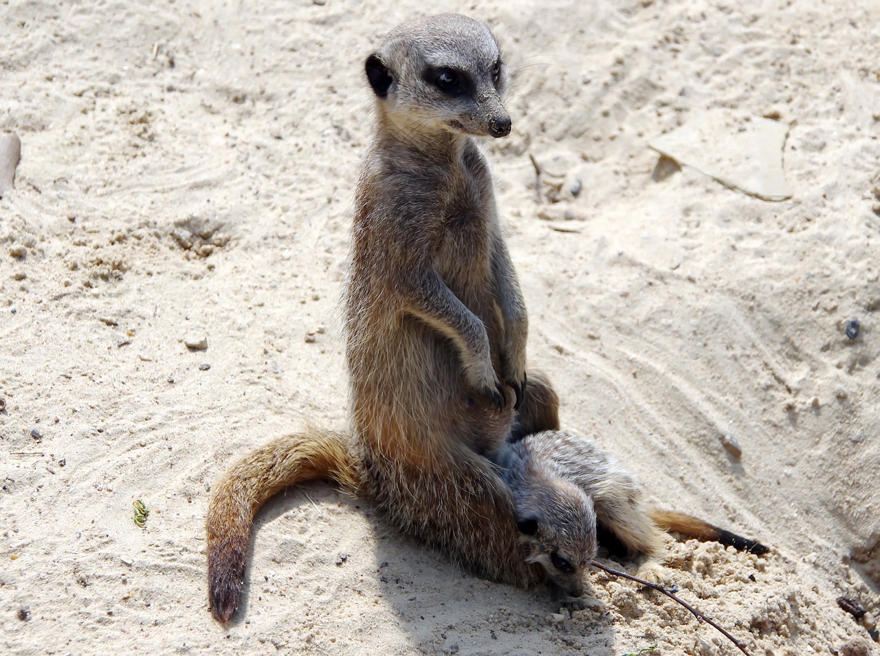 Suricate,  Motinystės,  Suricata Suricatta,  Sarginius Dykumų,  Gyvūnija,  Žinduolis,  Gyvūnas,  Pobūdį,  Petit, Nemokamos Nuotraukos