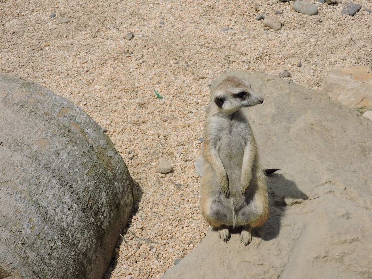 Surikato, Gyvūnas, Gyvūnai, Gyvūnų Pasaulis, Fauna, Egzotinis Gyvūnas, Meerkat, Meerkat Suricata, Žinduolis, Gyvūnų Portretas