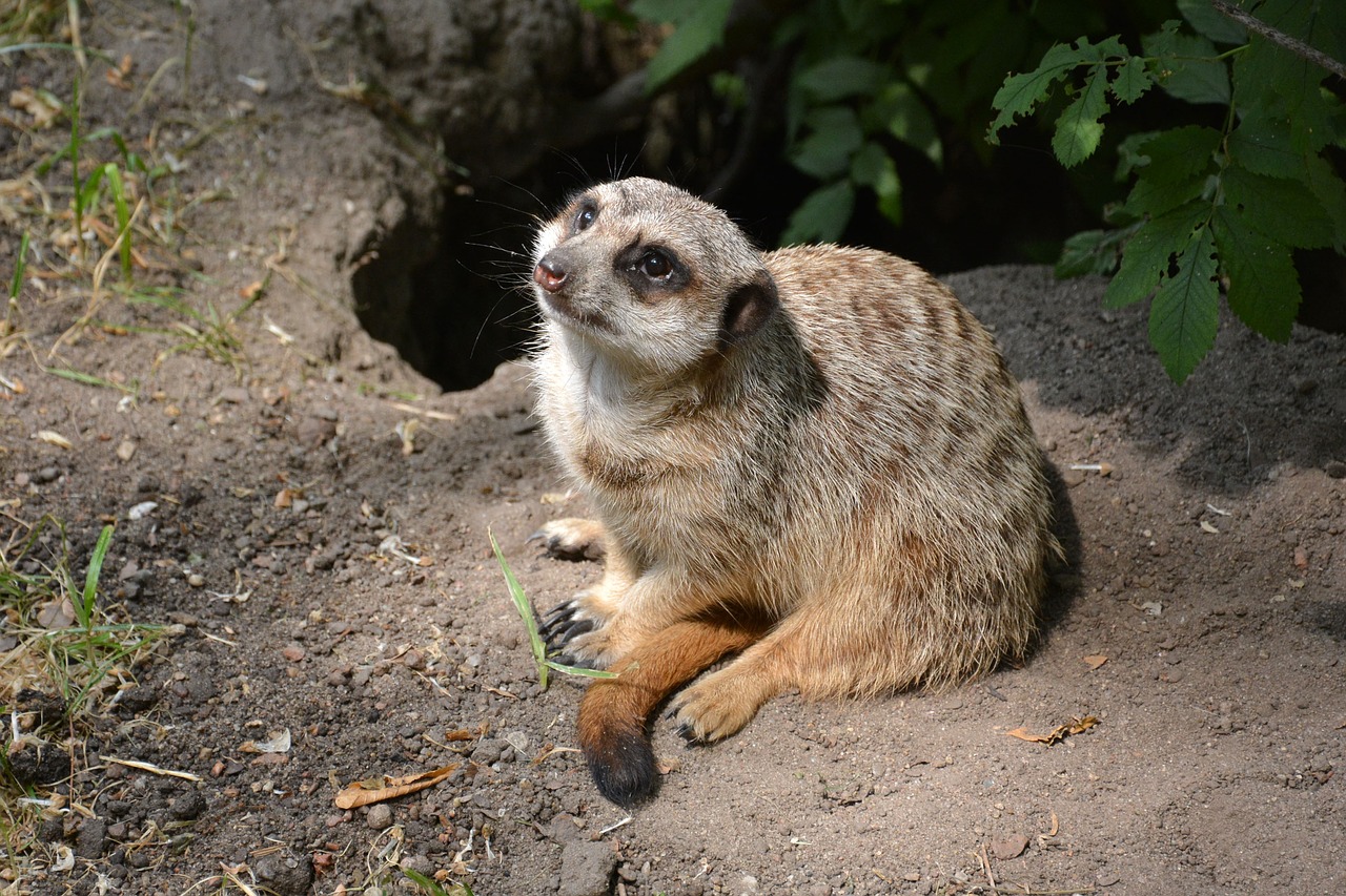 Surykatka,  Zoo,  Savanna,  Zoologijos Sodas,  Meerkats,  Graužikas, Nemokamos Nuotraukos,  Nemokama Licenzija