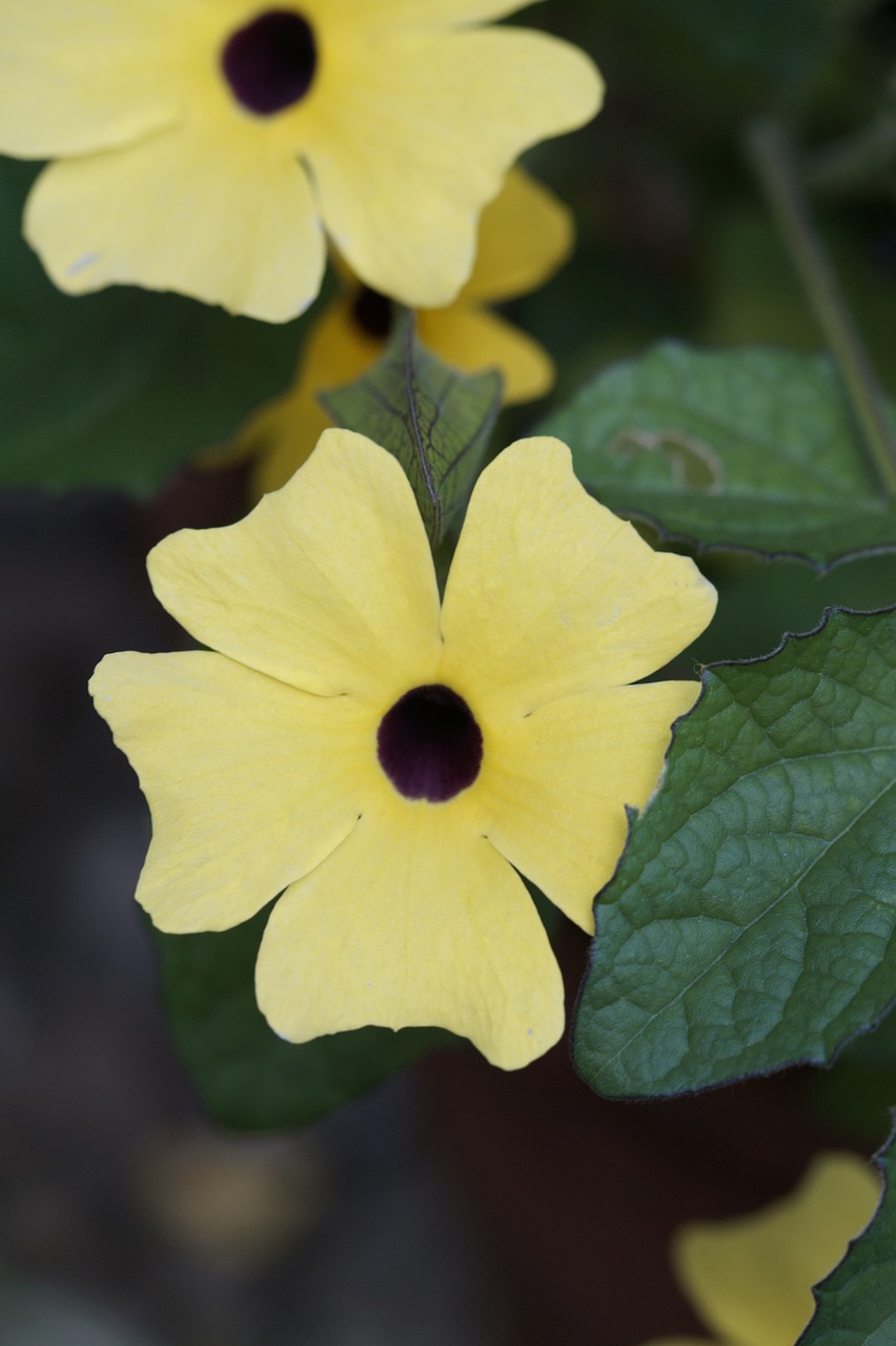 Susanne, Ruda Eyed Susanne, Vasaros Gėlė, Gėlė, Išdėstymas, Žydėti, Vasara, Žiedas, Žydėti, Juodas Eyed Susan