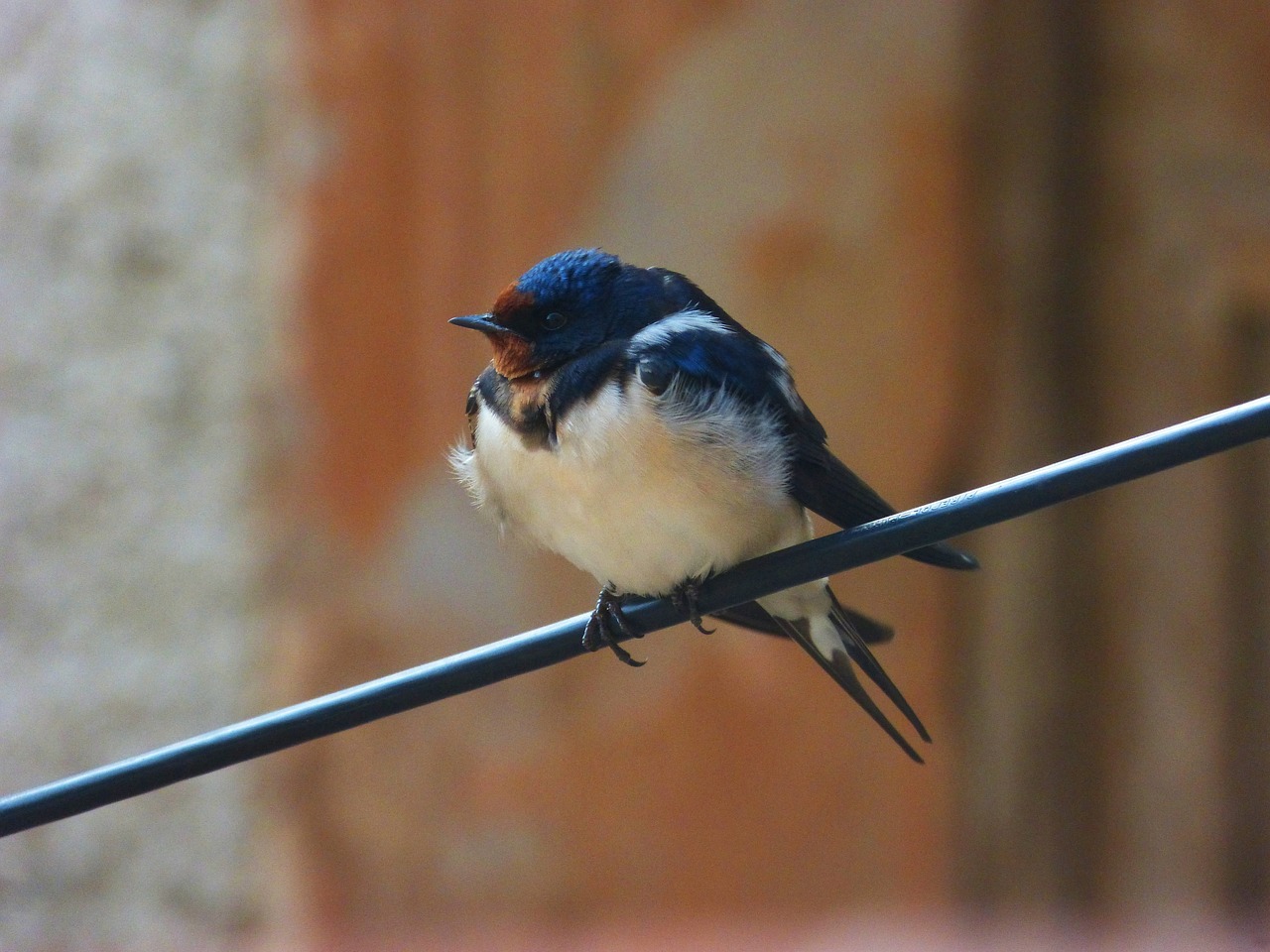 Nuryti, Oreneta, Kabelis, Hirundo Rustica, Nemokamos Nuotraukos,  Nemokama Licenzija