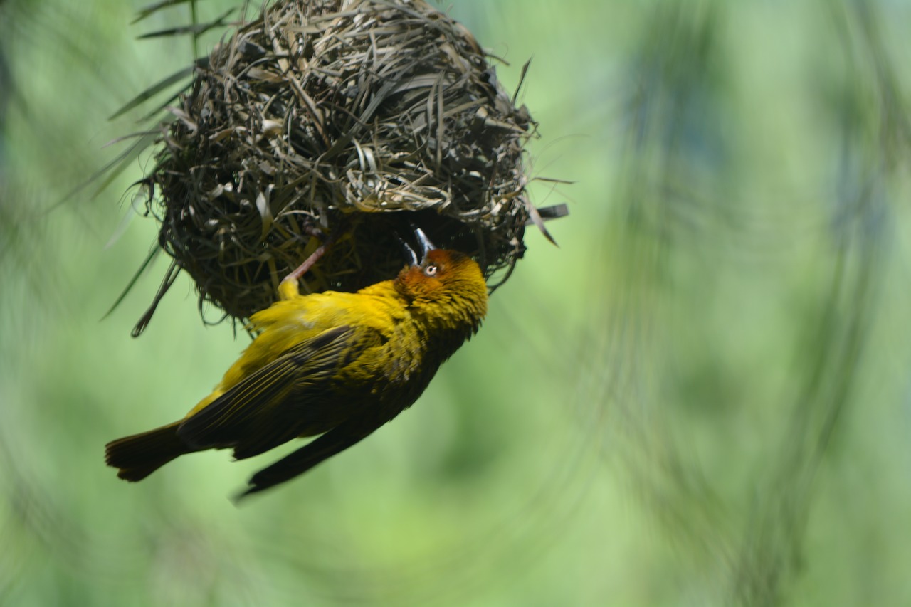 Finch, Paukščių Lizdas, Plunksnuota Paukštis, Gamta, Nemokamos Nuotraukos,  Nemokama Licenzija