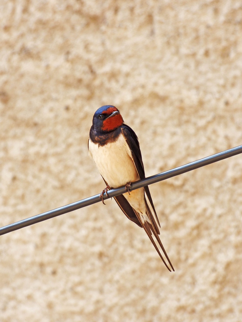 Nuryti, Kabelis, Hirundo Rustica, Oreneta, Nemokamos Nuotraukos,  Nemokama Licenzija