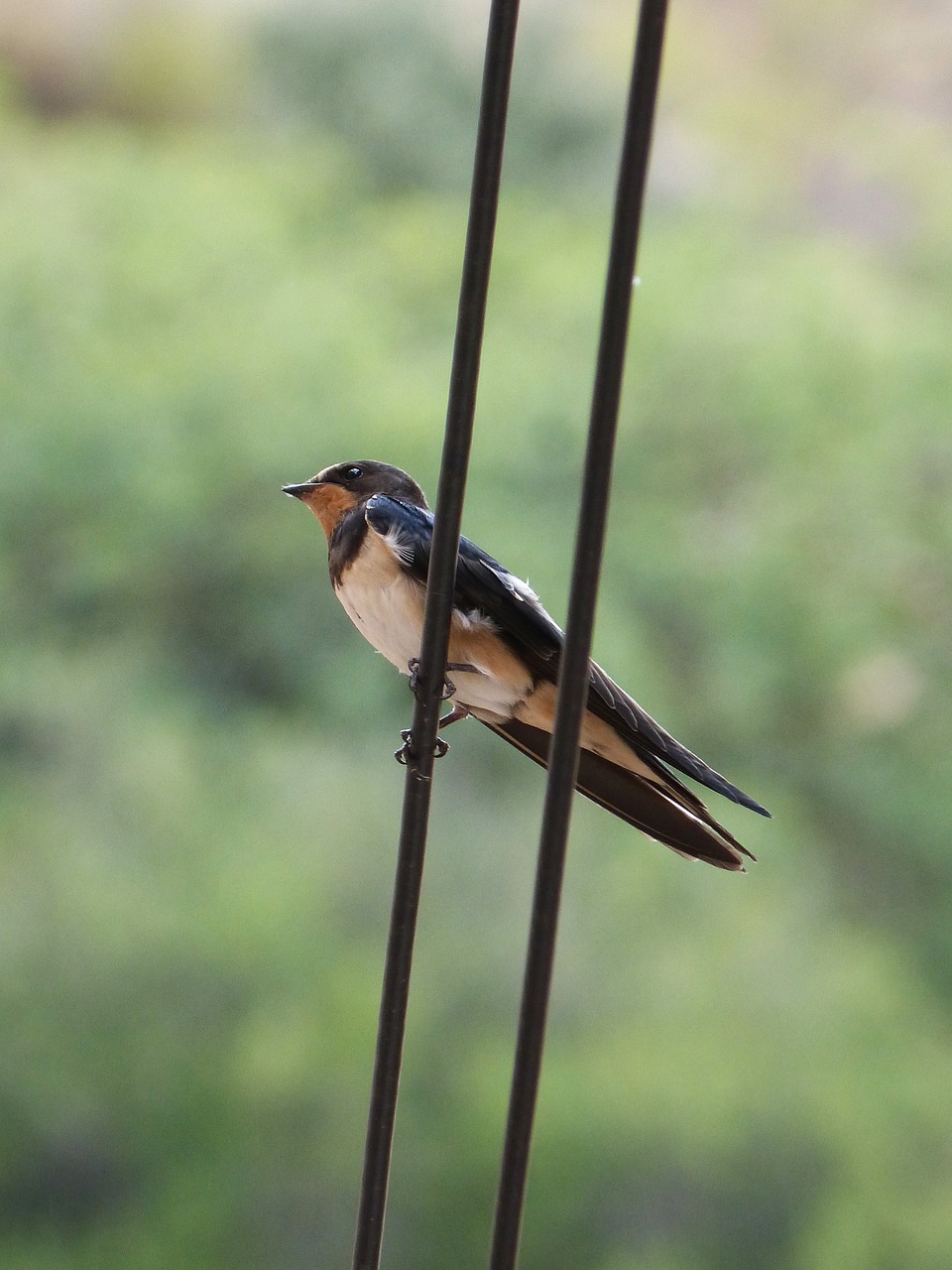 Nuryti, Oreneta, Hirundo Ru, Hirundo Rustica, Kabelis, Žaluma, Nemokamos Nuotraukos,  Nemokama Licenzija