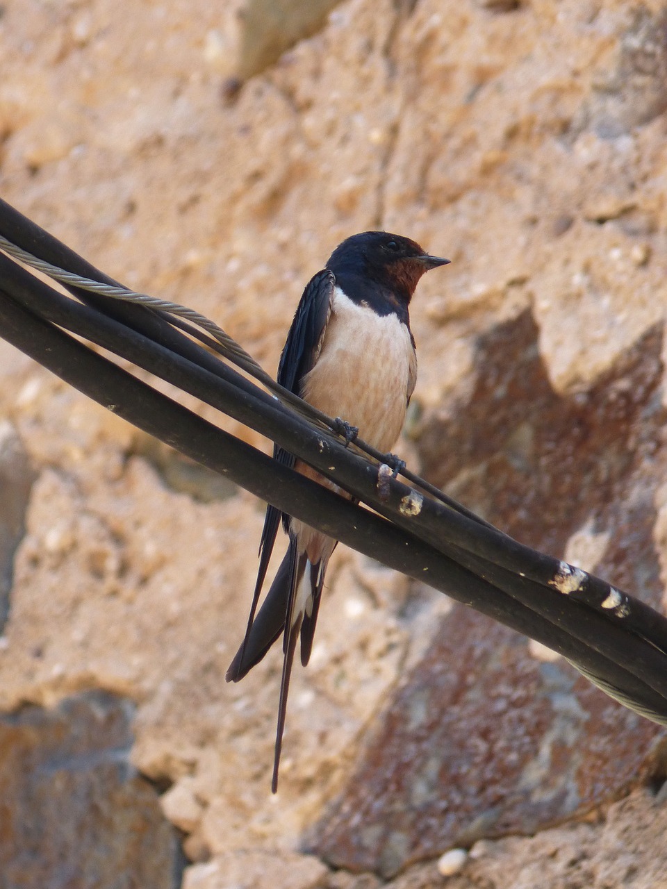 Nuryti, Kabeliai, Hirundo Rustica, Saugokis, Nemokamos Nuotraukos,  Nemokama Licenzija