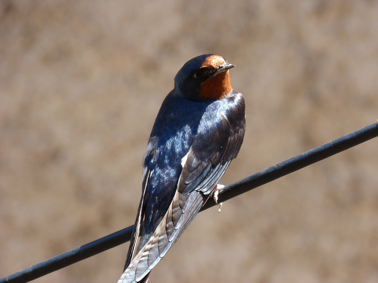 Nuryti,  Hirundo Rustica,  Oreneta,  Kabelis,  Kibirkščiuojantis,  Stebėti,  Paukščiai,  Laukinis Gyvenimas,  Pobūdį,  Animalia