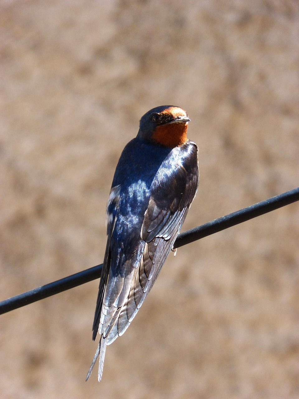 Nuryti,  Oreneta,  Hirundo Rustica,  Kabeliai,  Kibirkščiuojantis,  Paukščiai,  Laukinis Gyvenimas,  Pobūdį,  Animalia, Nemokamos Nuotraukos