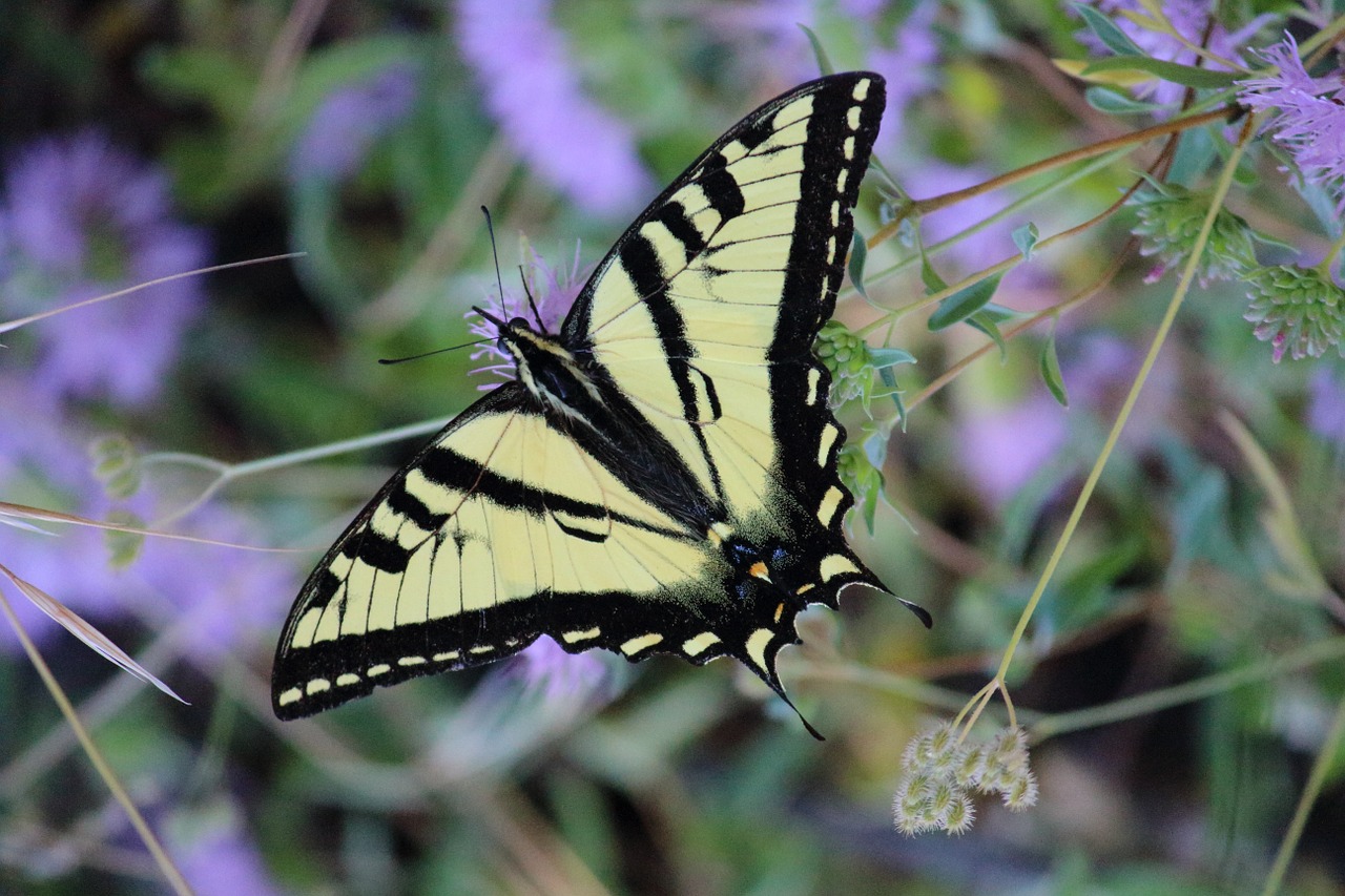 Swallowtail, Drugelis, Vabzdys, Gamta, Gėlė, Pavasaris, Vasara, Geltona, Violetinė, Žiedas