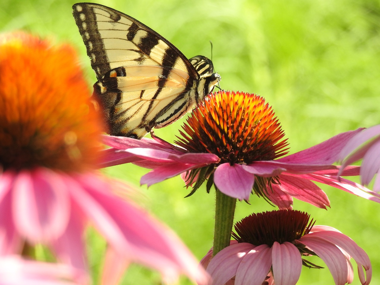 Swallowtail, Kūgio Gėlė, Rožinis, Nemokamos Nuotraukos,  Nemokama Licenzija