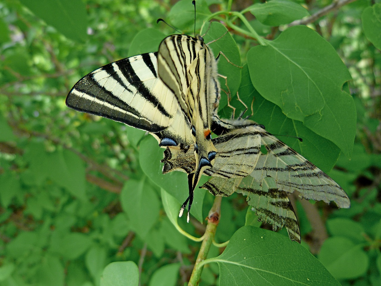 Swallowtail, Milžinišką Lazdelę, Drugelis, Gamta, Vabzdžiai, Pavasaris, Jungtis, Reprodukcija, Makro, Pora