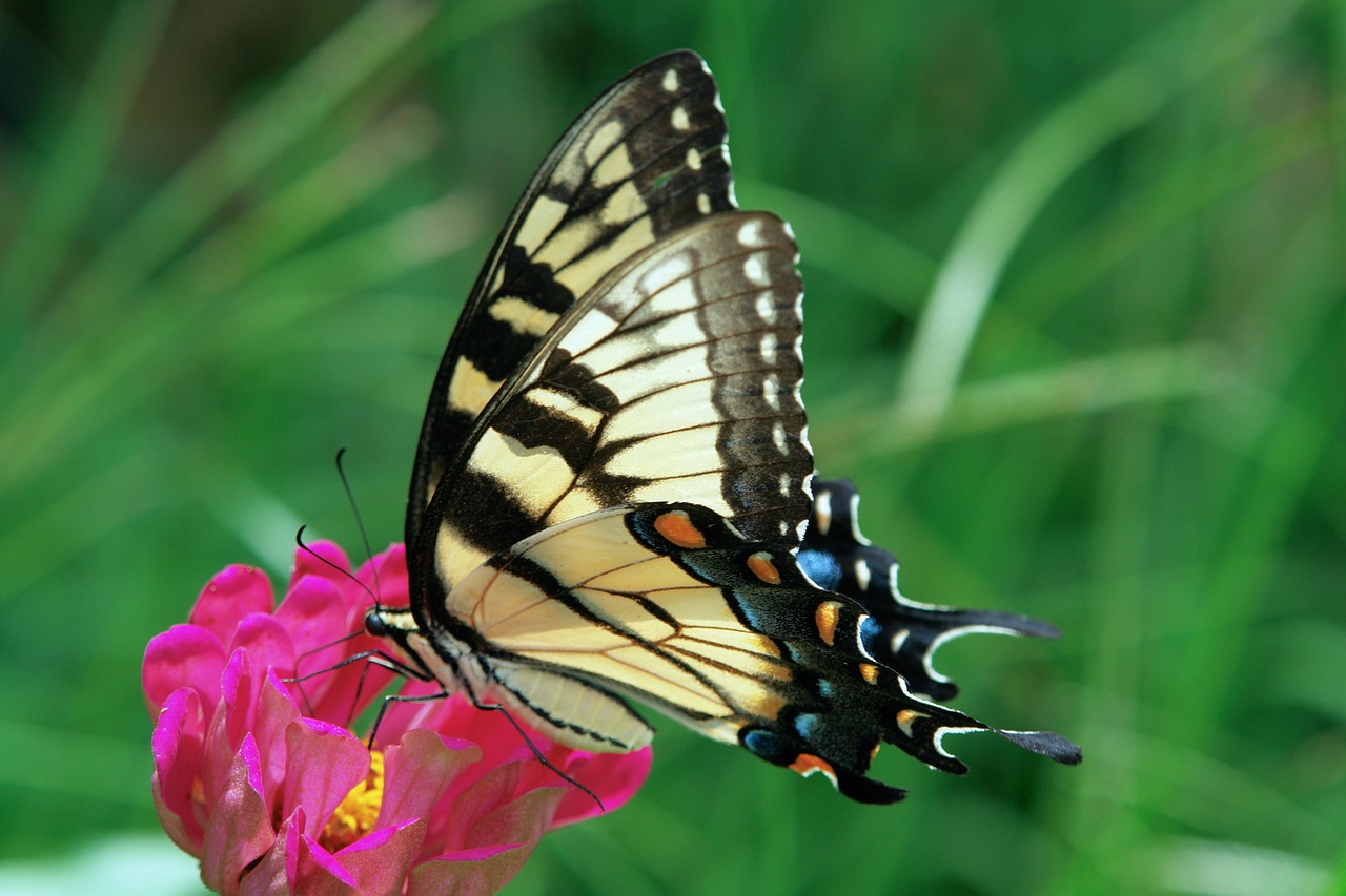 Swallowtail, Drugelis, Gamta, Sparnai, Sodas, Vabzdys, Gėlė, Makro, Nemokamos Nuotraukos,  Nemokama Licenzija