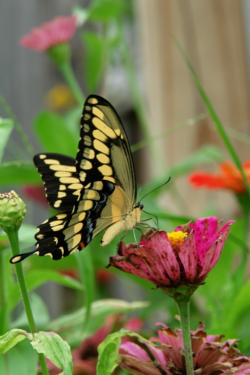 Swallowtail, Drugelis, Zinnia, Gamta, Vabzdys, Natūralus, Gėlė, Fauna, Sodas, Flora