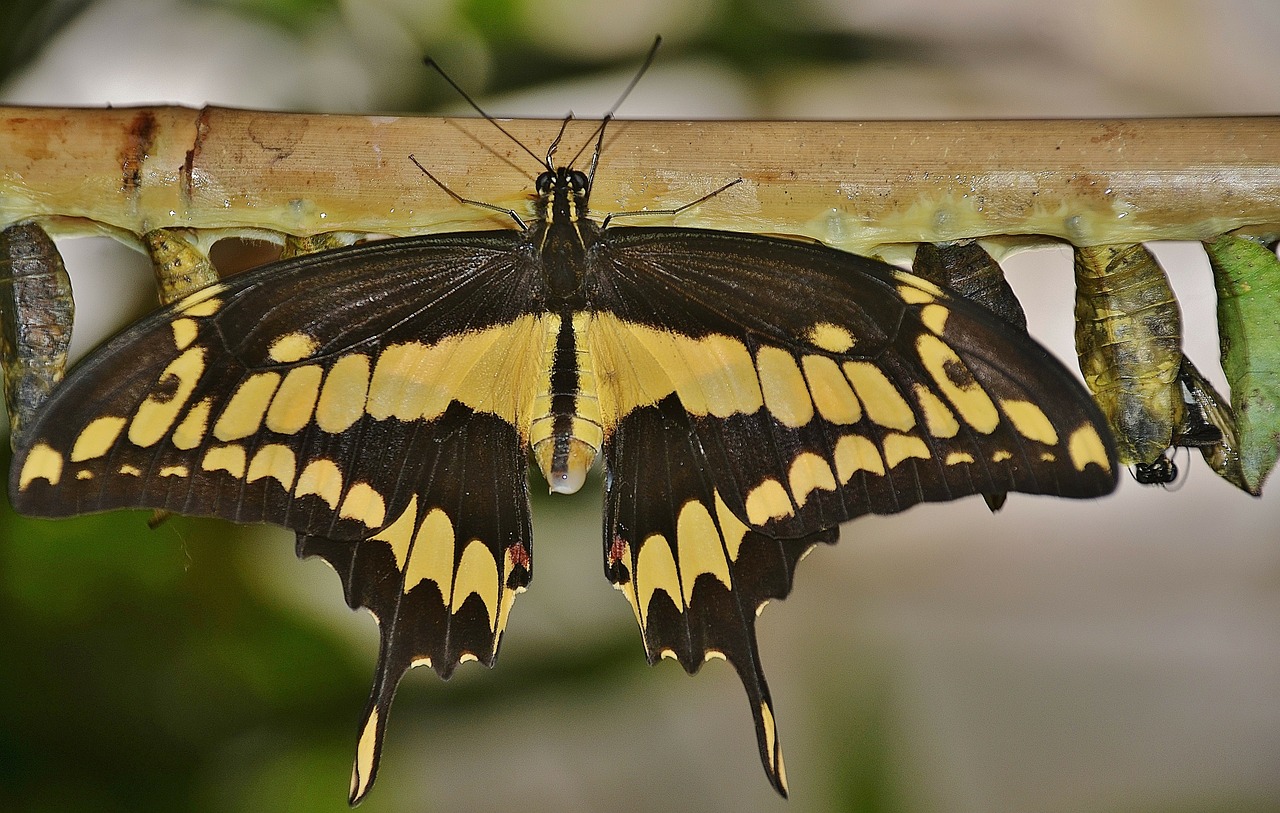 Swallowtail Drugelis, Kokonai, Lerva, Lervos, Vabzdžių Lervos, Makro, Gamta, Parides Iphidamas, Drugelis, Papilionidae