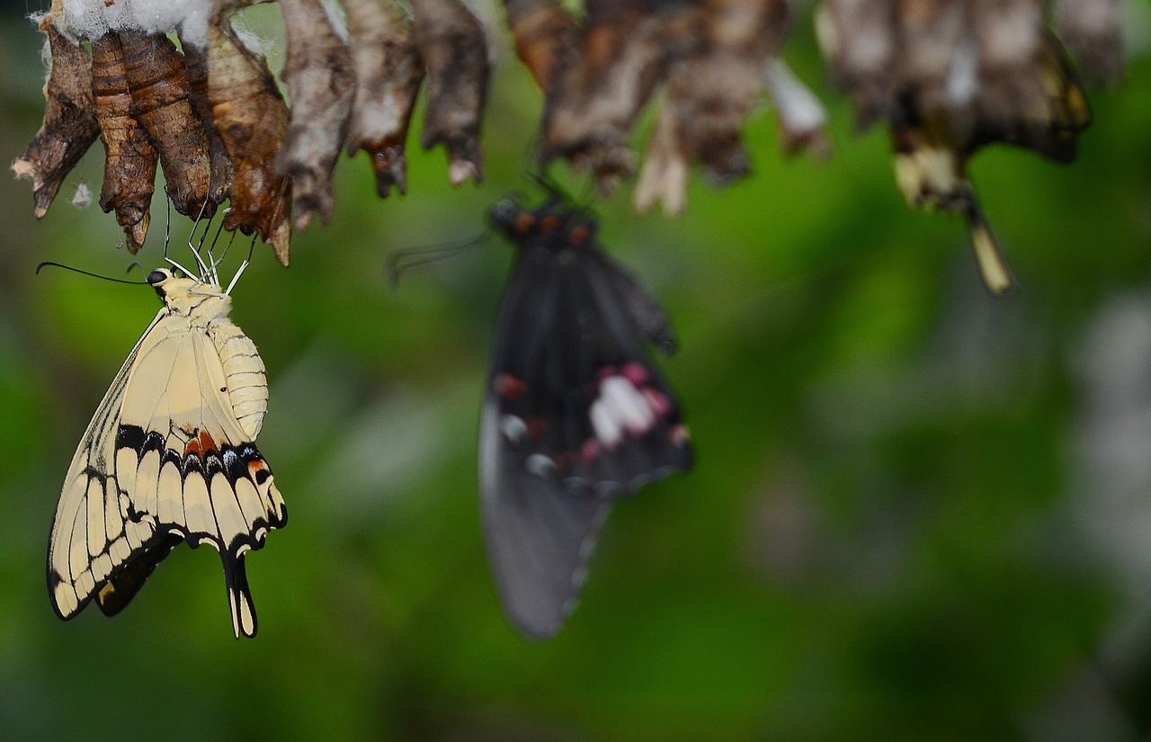 Swallowtail Drugelis, Kokonai, Lerva, Lervos, Vabzdžių Lervos, Makro, Gamta, Parides Iphidamas, Drugelis, Papilionoidea