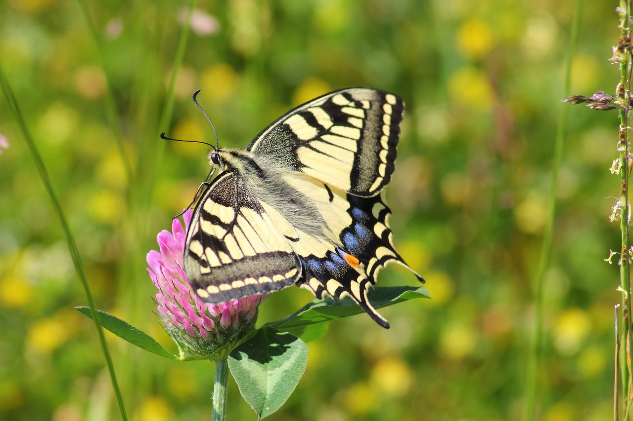 Swallowtail Drugelis, Swallowtail Drugeliai, Papilio Machaon, Drugelis, Papilio, Vabzdys, Gamta, Gyvūnas, Gražus, Vasara