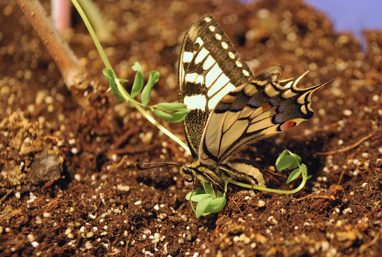 Swallowtail Drugelis,  Didelis,  Spalvinga,  Mediena,  Stick,  Mėlynas,  Geltona,  Raudona,  Drugelis,  Gamta