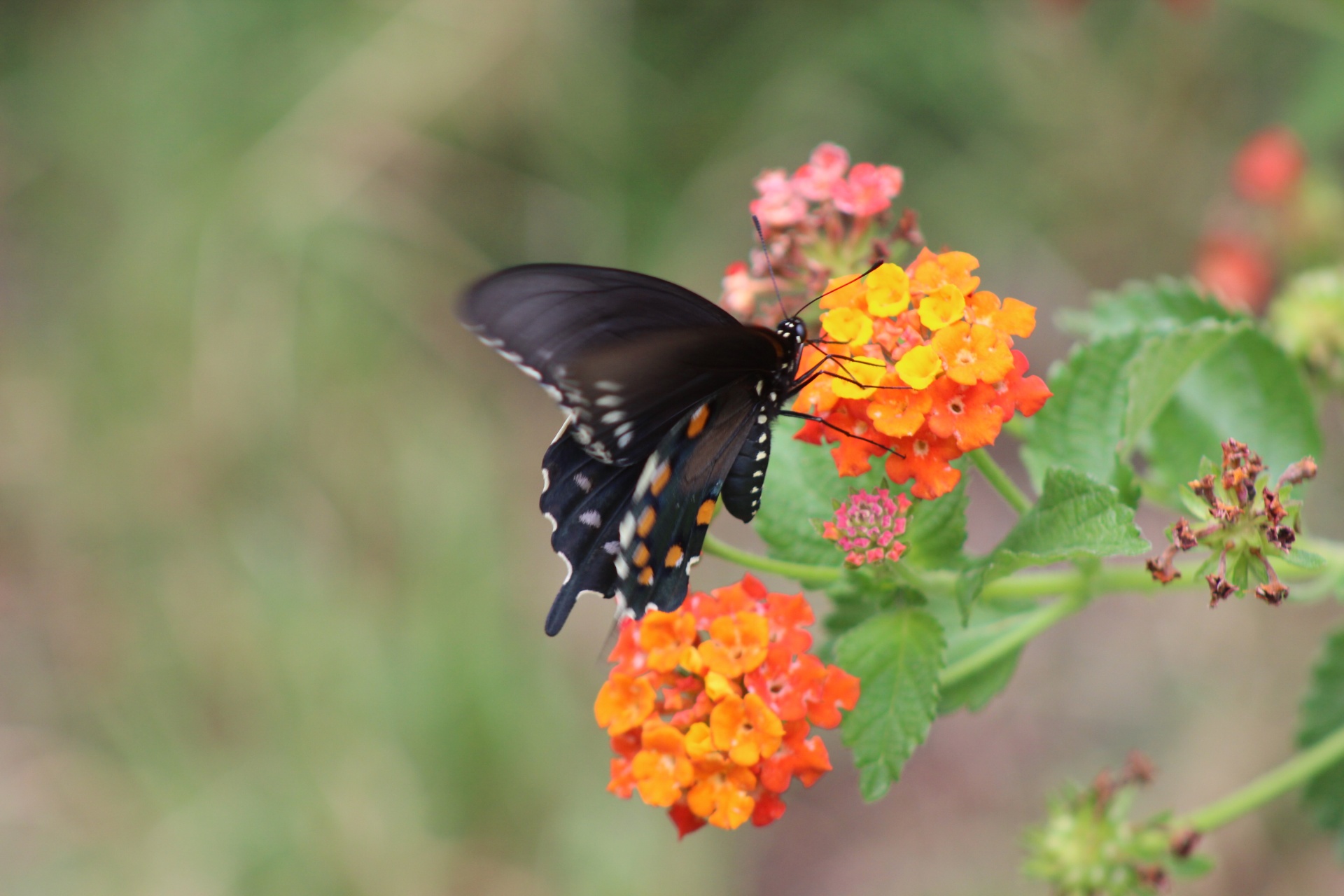 Battus,  Filenoras,  Pipevine,  Swallowtail,  Juoda,  7,  Septyni,  Dėmės,  Balta,  Oranžinė