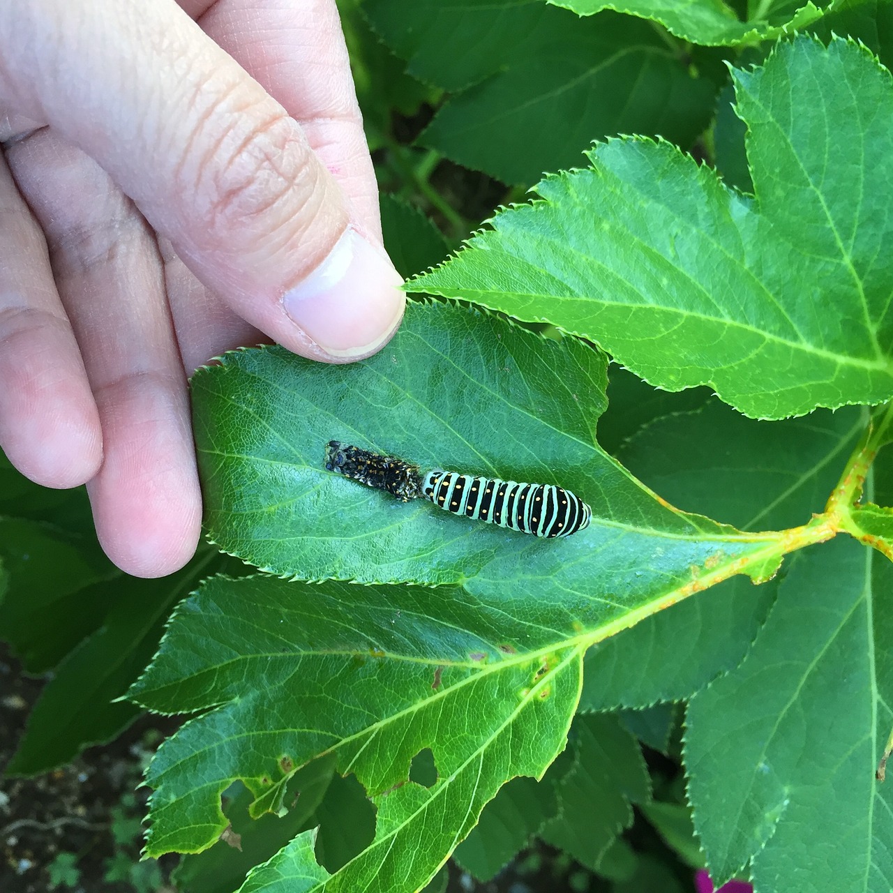 Lazdyno Lerva, Simasimaaomushi, P Machaon Molt, Išliejimas, Nemokamos Nuotraukos,  Nemokama Licenzija