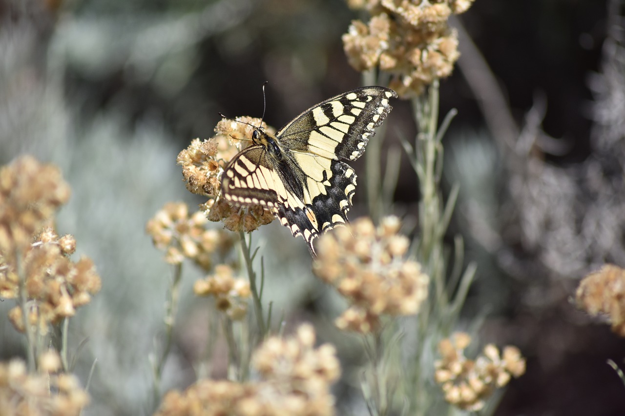 Swallowtail Papilio Swallowtail, Www, Gamtos Stebina, Com, Nemokamos Nuotraukos,  Nemokama Licenzija