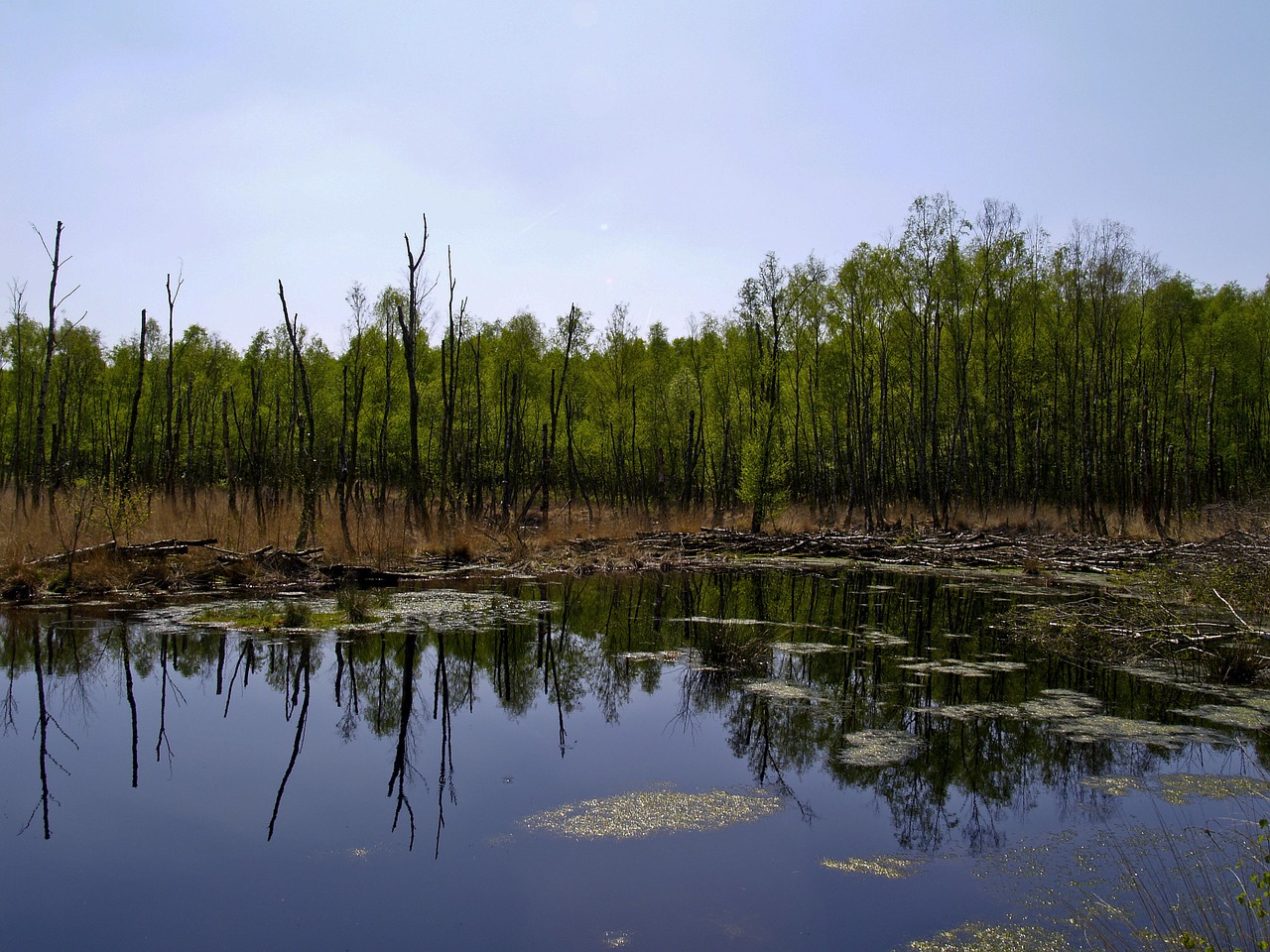 Pelkė, Beržas, Gamtos Rezervatas, Kiauras, Moorland, Vanduo, Tvenkinys, Vandenys, Nemokamos Nuotraukos,  Nemokama Licenzija