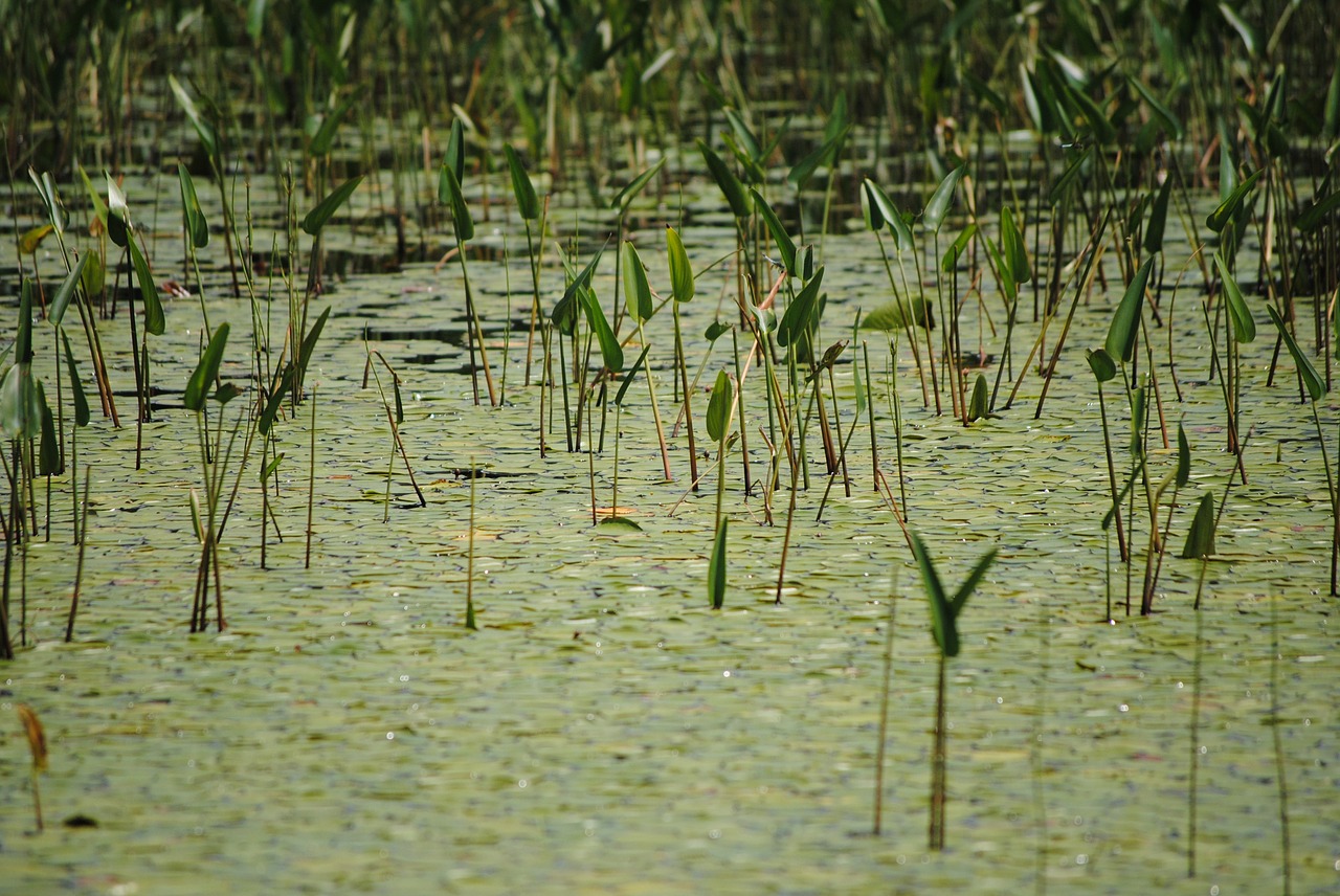 Pelkė, Pelkės, Flora, Tvenkinys, Pelkė, Pelkė, Buveinė, Žalias, Vanduo, Gimtoji