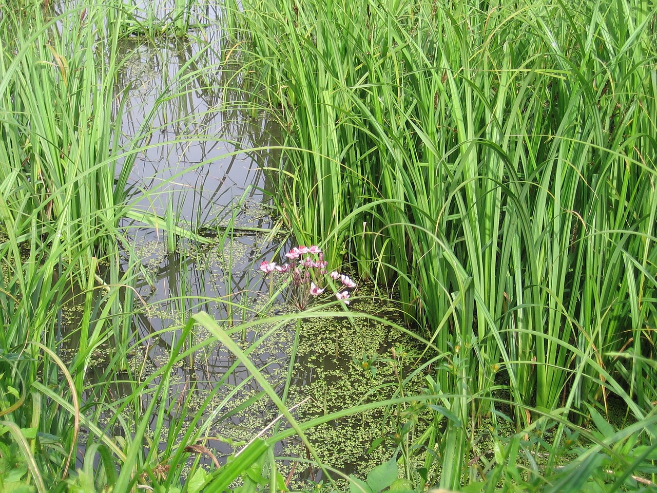 Pelkė, Mead, Gėlė, Vanduo, Aukšta Žolė, Žalias, Pobūdis, Laukiniai, Nemokamos Nuotraukos,  Nemokama Licenzija