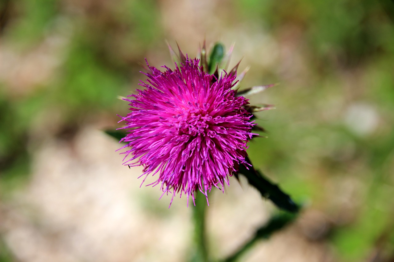 Pelkė-Nulūžis-Drakonas, Žiedas, Žydėti, Gėlė, Violetinė, Gamta, Augalas, Uždaryti, Laukas, Vasaros Gėlė