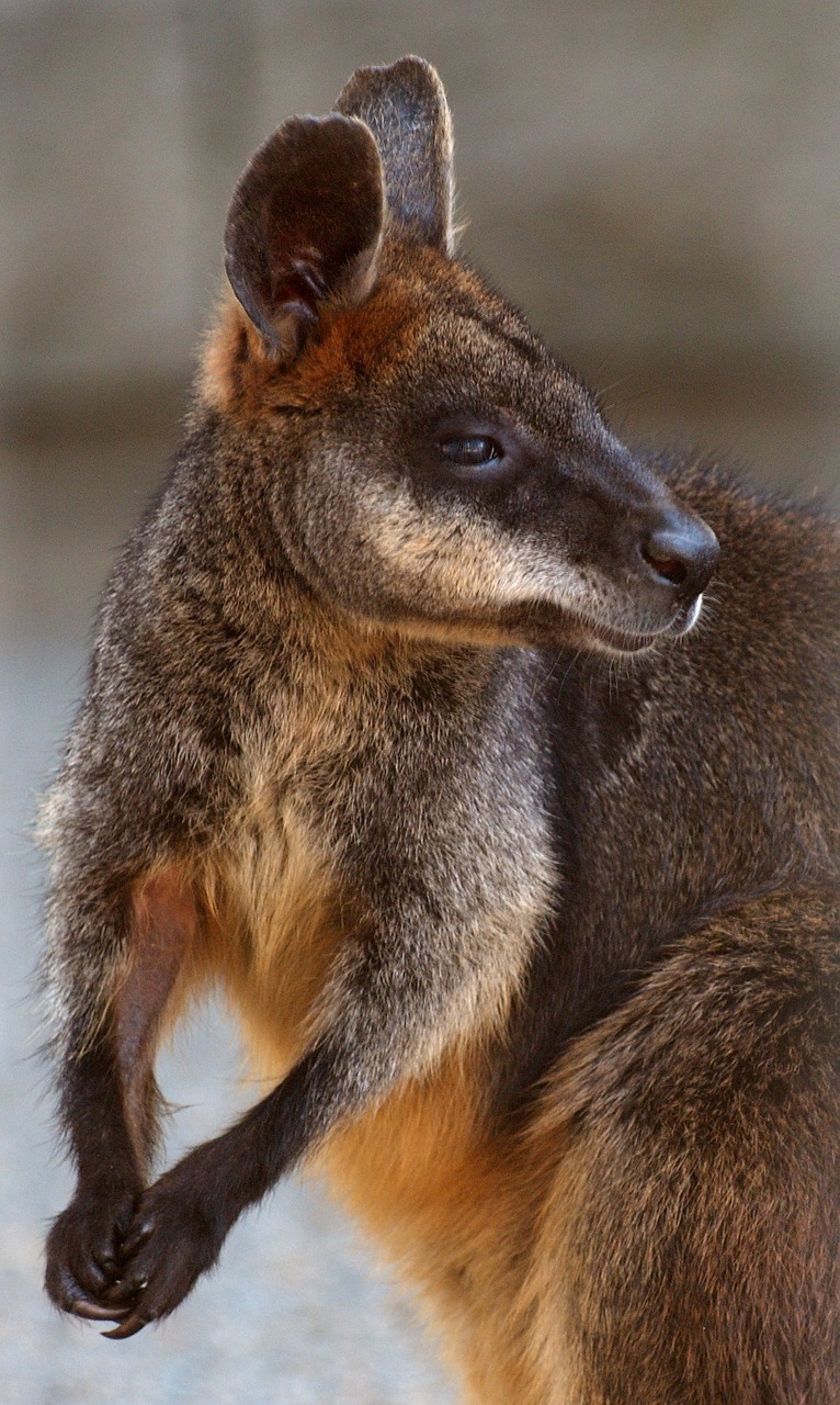 Pelkė Vainika, Kengūra, Stovintis, Žiūri, Laukinė Gamta, Zoologijos Sodas, Marsupial, Gamta, Australia, Portretas