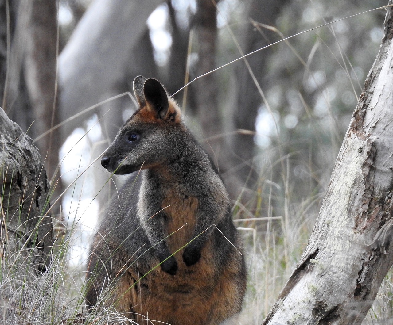 Pelkė Vainika, Kengūra, Stovintis, Žiūri, Medžiai, Laukinė Gamta, Marsupial, Gamta, Australia, Portretas