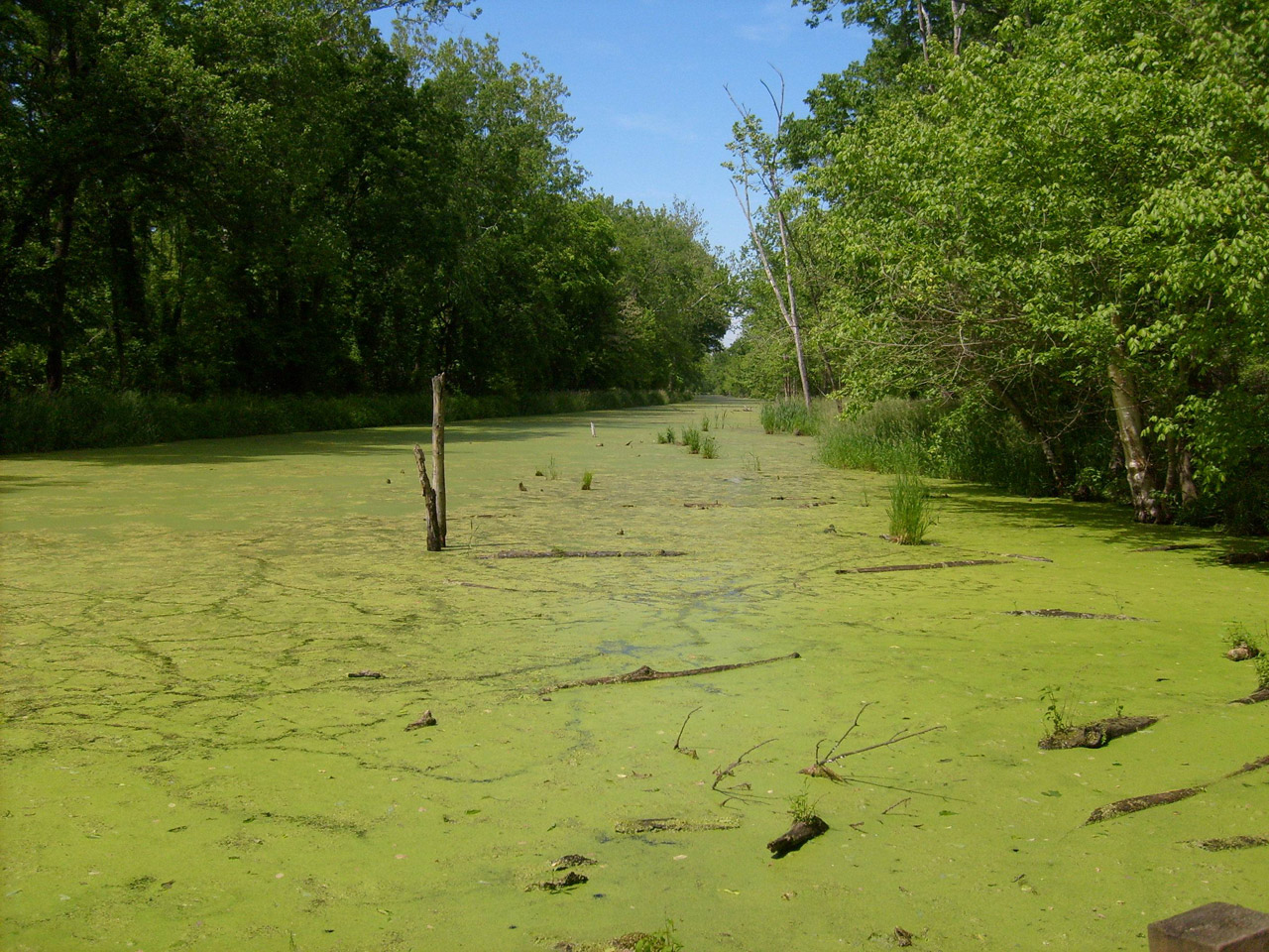 Pelkė,  Vanduo,  Swampland,  Sustingęs,  Dumbliai,  Pelkė,  Pelkės,  Šlapynes,  Pelkė, Nemokamos Nuotraukos