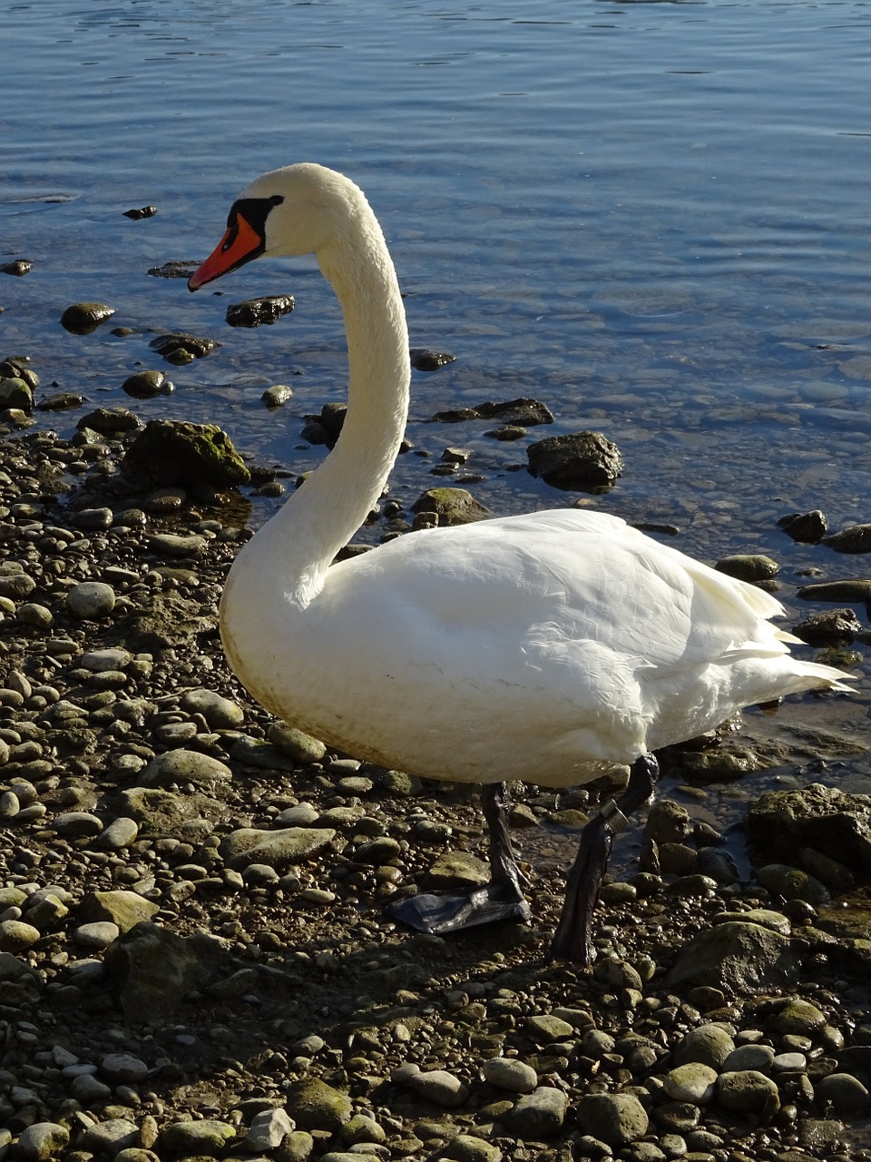 Gulbė, Gamta, Upė, Gulbės, Paukštis, Ežeras, Gyvūnas, Gyvūnų Pasaulis, Balta, Gooseneck